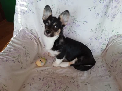 Welsh Corgi -fenečka