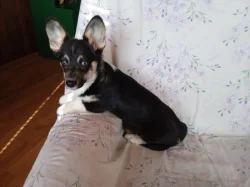 Welsh Corgi -fenečka