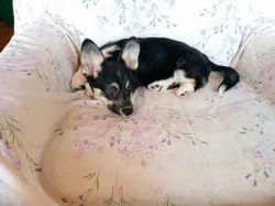 Welsh Corgi -fenečka