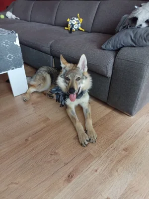 Prodej štěňat Československého vlčáka