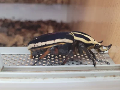 Mecynorhina torquata ugandensis - samci