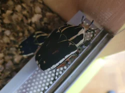 Mecynorhina torquata ugandensis - samci