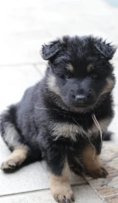 Štěňata chodského psa s p.p.