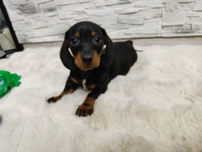 Jezevčík hladkosrstý trpasličí