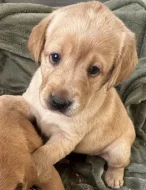 Krásná štěňata labradorů
