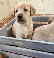 Krásná štěňata labradorů