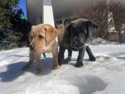 Krásná štěňata labradorů