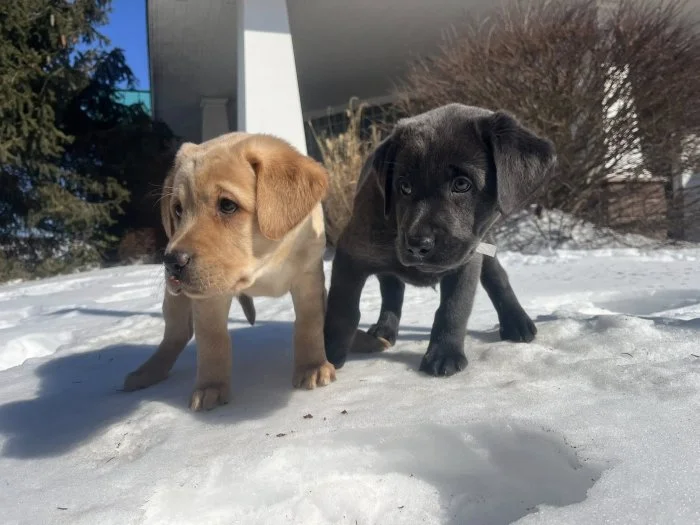 Krásná štěňata labradorů