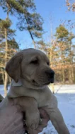 Krásná štěňata labradorů