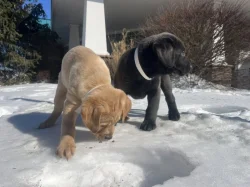 Krásná štěňata labradorů