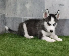 Sibiřský husky s PP -Štěňátka