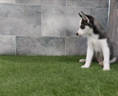 Sibiřský husky s PP -Štěňátka