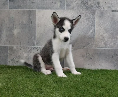 Sibiřský husky s PP -Štěňátka