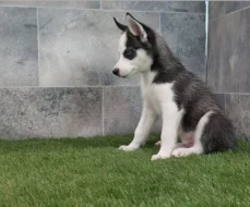 Sibiřský husky s PP -Štěňátka