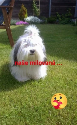 Koupím fenečku Lhasa apso