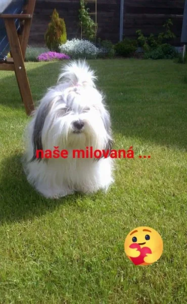 Koupím fenečku Lhasa apso