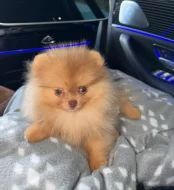 Prodáváme rozkošné pomeraniany