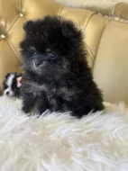 Prodáváme rozkošné pomeraniany