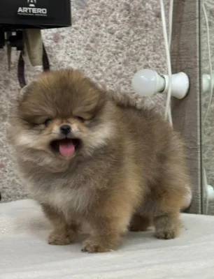 Prodáváme rozkošné pomeraniany