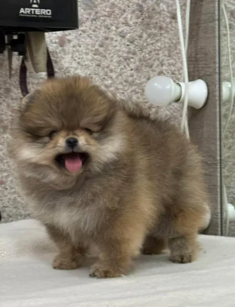 Prodáváme rozkošné pomeraniany