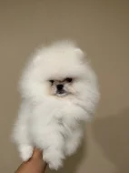 Prodáváme rozkošné pomeraniany
