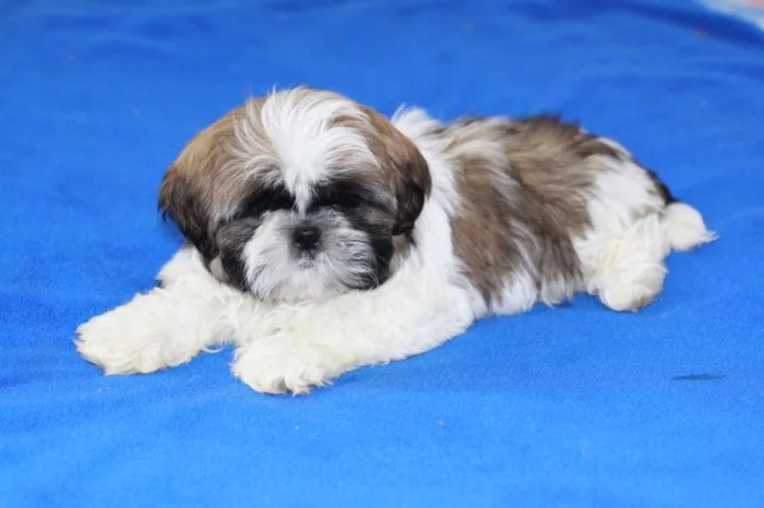 Shih-tzu bez pp