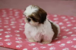 Shih-tzu bez pp