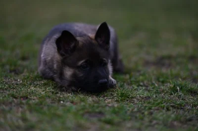 Německý ovčák s PP