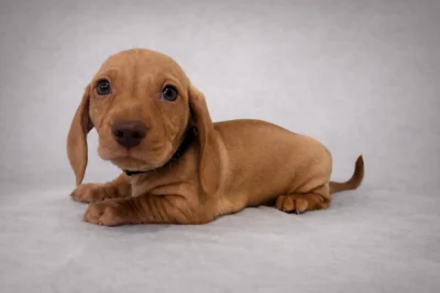 Jezevčík trpasličí hladkosrstý