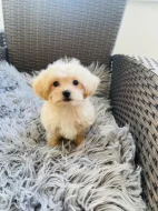Maltipoo