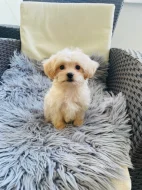 Maltipoo