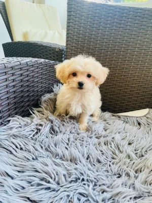 Maltipoo