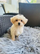 Maltipoo