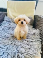 Maltipoo