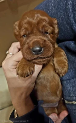 Štěňata Irského setra s PP