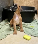 Boxer zlatý s PP, chov.stan. Impressia-Box