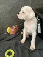 Boxer zlatý s PP, chov.stan. Impressia-Box