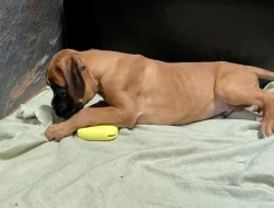 Boxer zlatý s PP, chov.stan. Impressia-Box