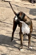 Boxer zlatý s PP, chov.stan. Impressia-Box