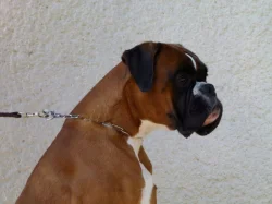 Boxer zlatý s PP, chov.stan. Impressia-Box