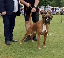 Boxer zlatý s PP, chov.stan. Impressia-Box