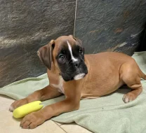 Boxer zlatý s PP, chov.stan. Impressia-Box