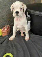 Boxer zlatý s PP, chov.stan. Impressia-Box
