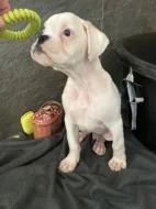 Boxer zlatý s PP, chov.stan. Impressia-Box