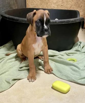 Boxer zlatý s PP, chov.stan. Impressia-Box