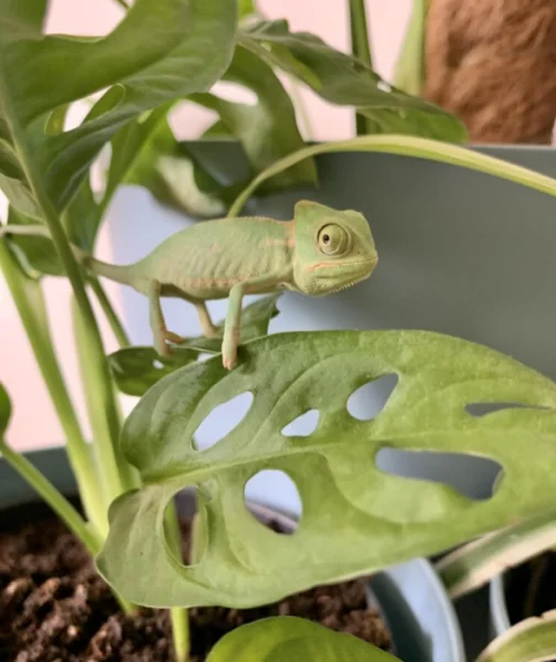Chameleon jemenský