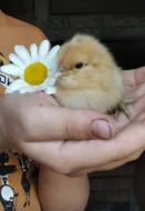 prodám násadová vajíčka