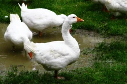 násadová husí vejce