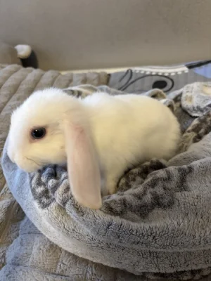 Zakrslý králíček- beránek