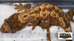 Mniarogekko chahoua (Pagekon lišejníkovitý) neurčení a samice
